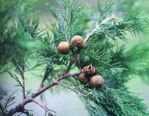 ľcypress)