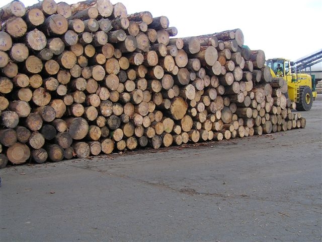 new zealand pine logs