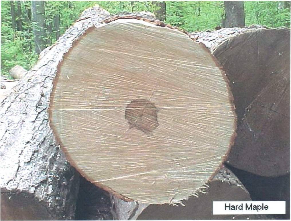 HARD MAPLE LOGԔB