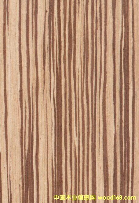 K.Y.Zebrawood#204ԔB