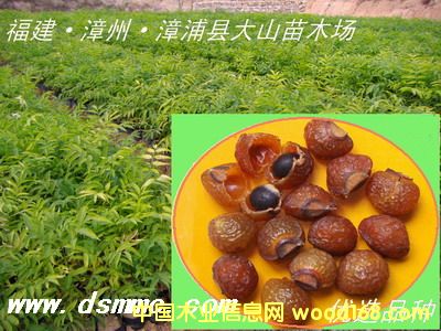 [] o磨չsoapberry)