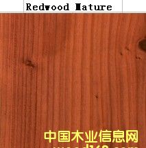 Red Wood MatureԔB