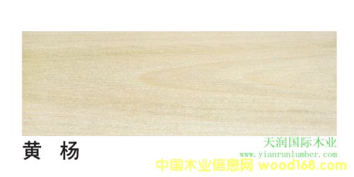 [] S Yellow Poplar