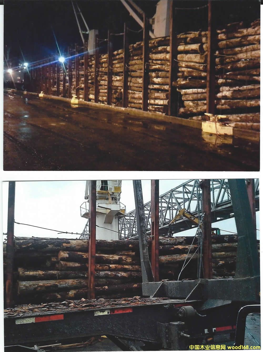 Ϸ Southern Yellow Pine logs 