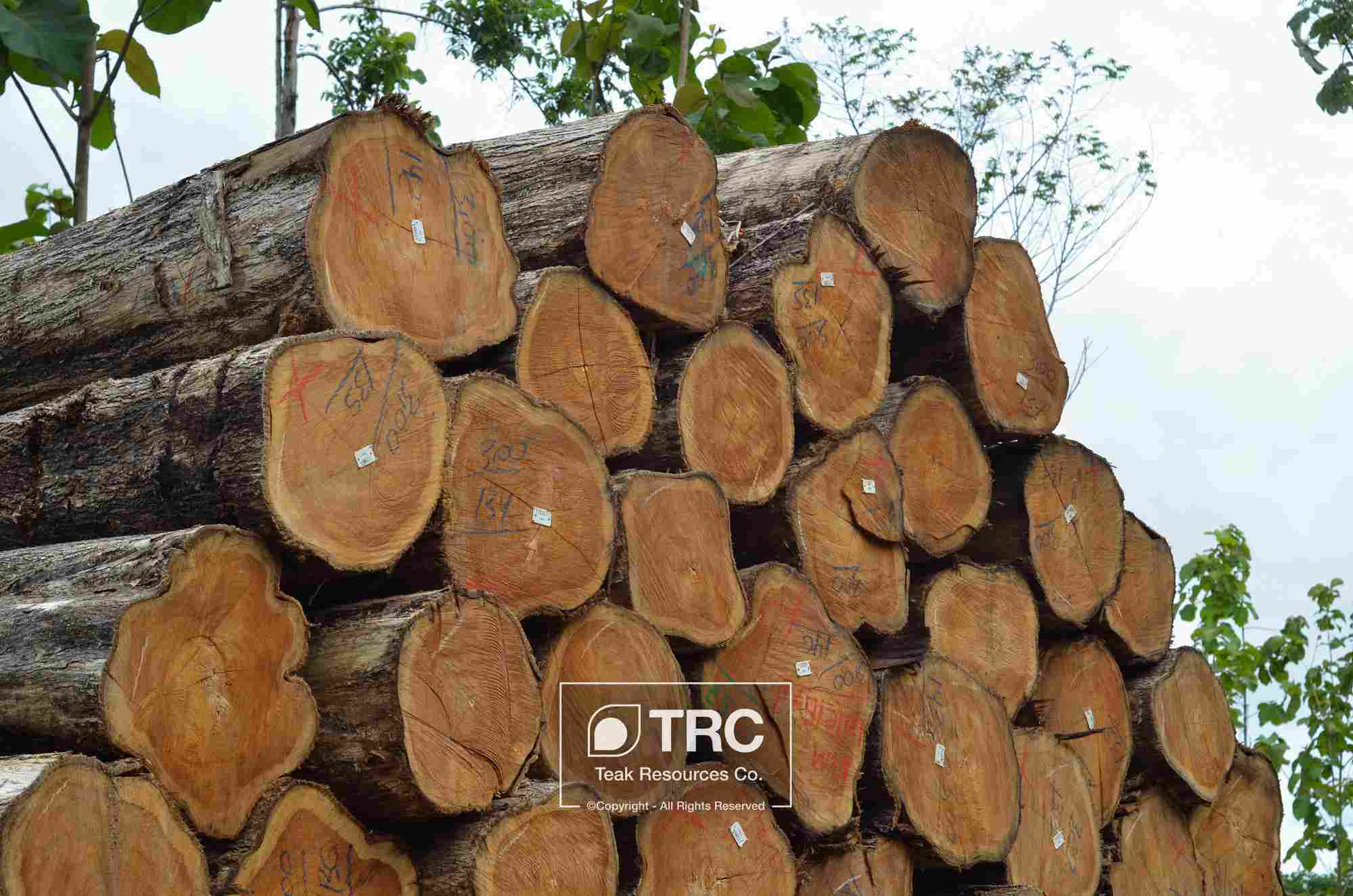 FSC ľԭľ Teak log